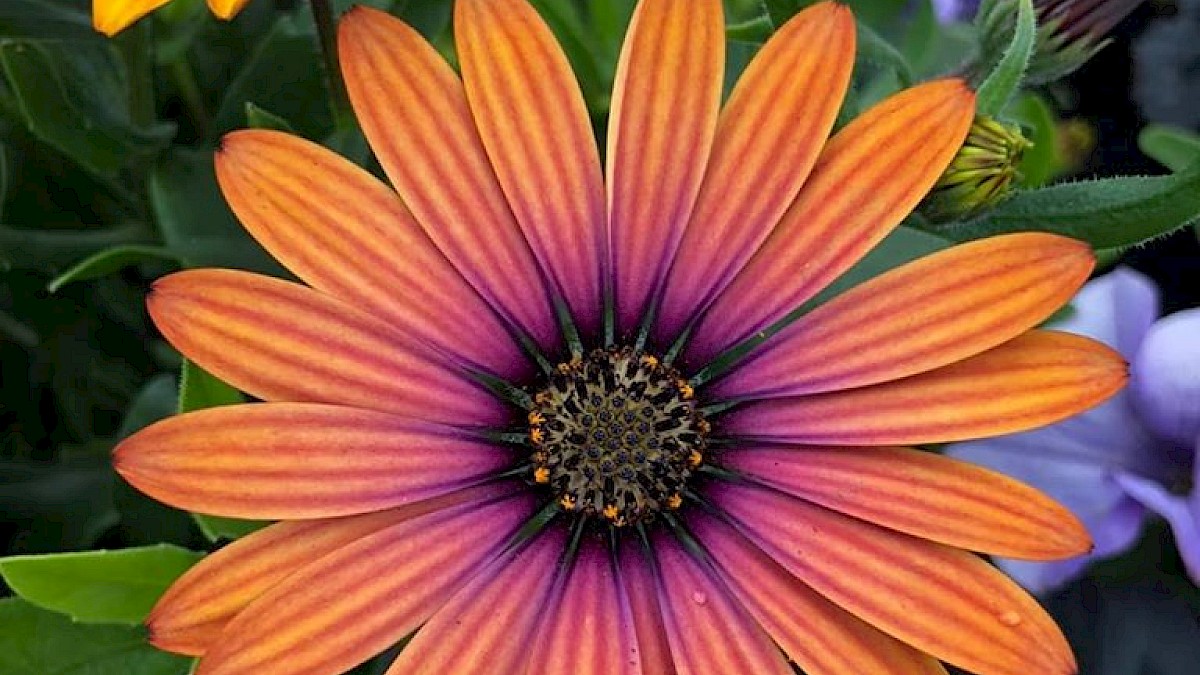colourful flower