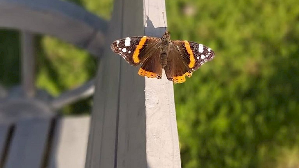 Butterfly in a staff members garden